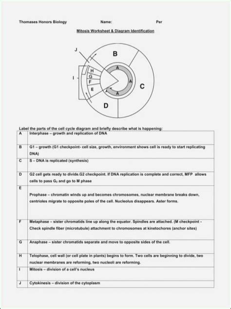 Terms in this set (34). Cell Cycle and Mitosis Worksheet Answer Key
