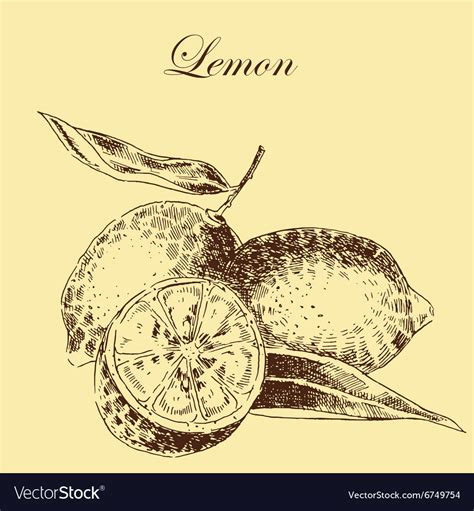 Lemon Citrus Hand Drawn Sketch In Ink Royalty Free Vector