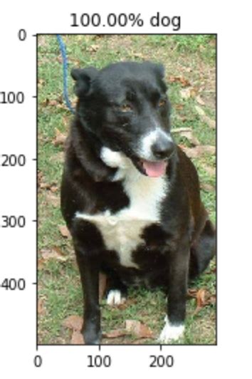 Image Classifier Cats🐱 Vs Dogs🐶 By Greg Surma Towards Data Science