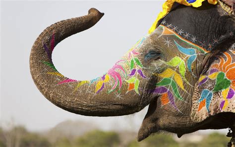 Colorful Elephant Wallpapers Top Nh Ng H Nh Nh P