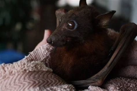Baby Bats And Buddies Of Australia Cute Bat Animals Beautiful