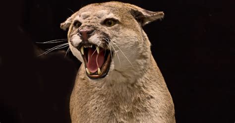 Cougar Found Dead On Bellingham Beach Grand View Outdoors