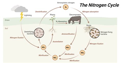 Nitrogen Cycle Definition Steps Process Significance