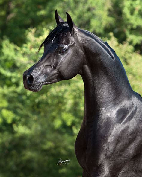 Bellagio Black Arabian Horse Egyptian Arabian Horses Horses