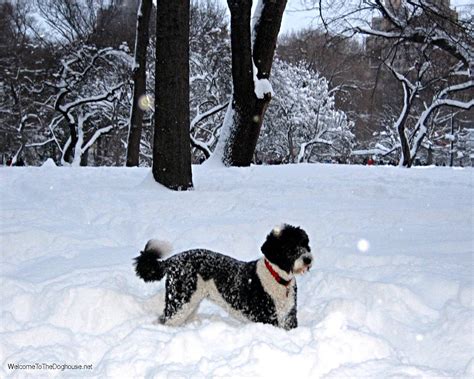 50 Dogs In The Snow Wallpaper Wallpapersafari