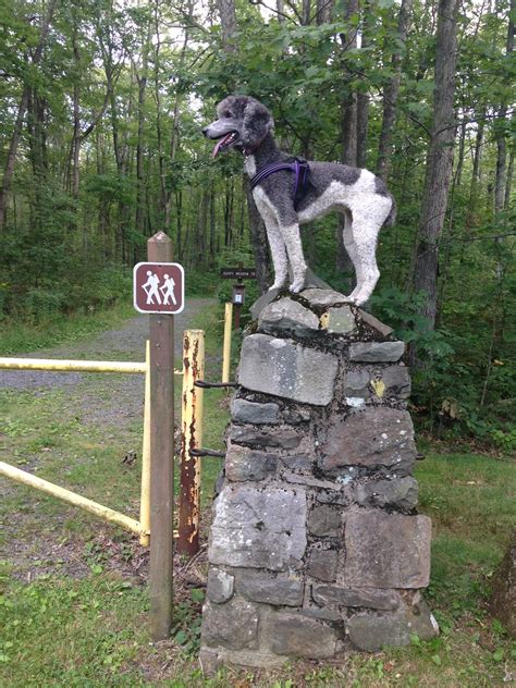 Maybe you would like to learn more about one of these? Dogbird Daily: Promised Land State Park August Camping