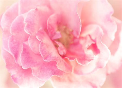 Rose Soft Pink Blur Background Stock Photo 14 Free Download
