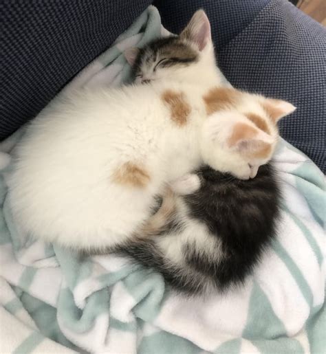 Kitten Fucking Decapitated By Couch R Thecatreport