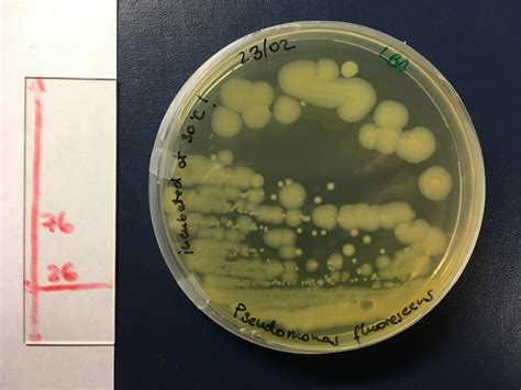 Learning Thru Research Get To Know Pseudomonas Fluorescens