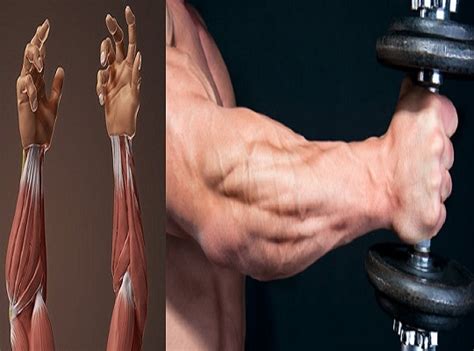 4 Tips And Exercoses To Build Big Forearms