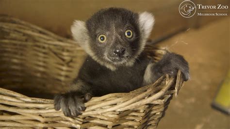 Baby Black And White Ruffed Lemur Born At The Trevor Zoo Youtube
