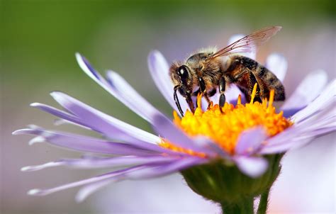 Bee Pollination How Does It Work Plantura