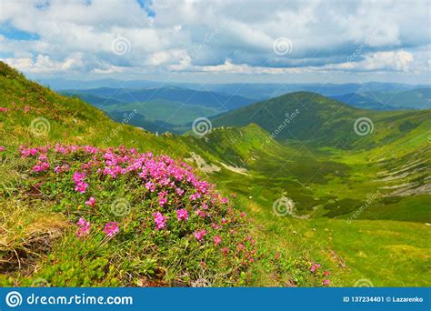 Blooming Pink Rhododendron In Summer Mountains Stock Image Image Of