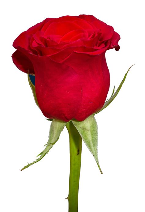 To created add 99 pieces, transparent rose images of your project files with the background cleaned. Rose PNG Transparent Image - PngPix