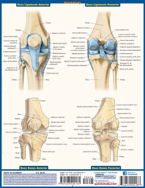 Joints Ligaments Advanced Human Joints Joints Anatomy Body Systems