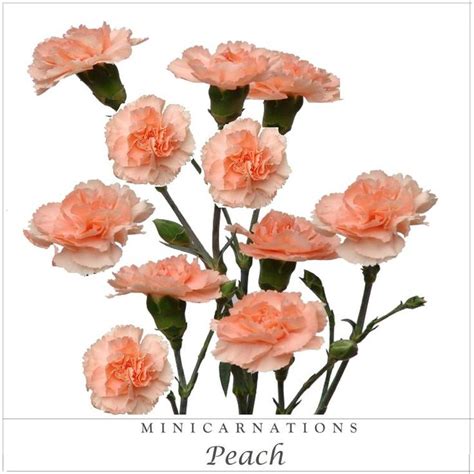 Mini Carnations Peach Ebloomsdirect Mini Carnations Carnation Flower Carnations