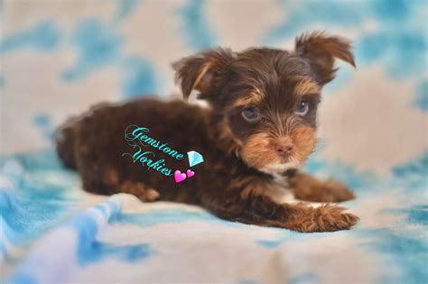 What Is A Chocolate Yorkie About Chocolate Terriers Gemstone Yorkies Merle Yorkie Boutique