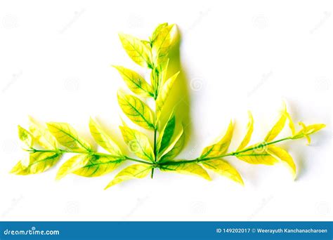 Beautiful Texture Abstract Green And Yellow Leaves Of Tree Isolated On