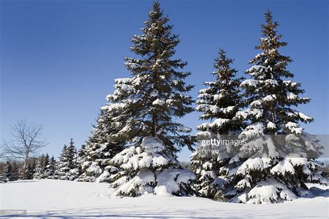 Snow On Winter Evergreen Pine Tree Forest Landscape Minneapolis