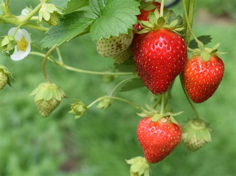 Strawberries Plant Emilys Produce