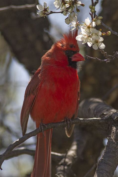Spring Cardinal Beautiful Birds Cardinal Birds Cardinal