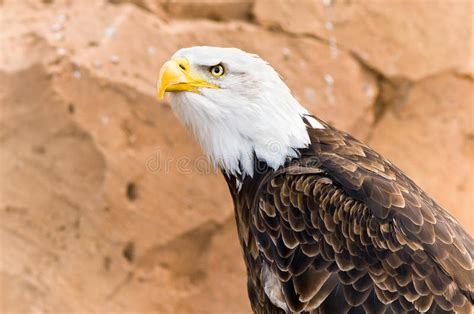 Bald Eagle Stock Photo Image Of Forest Claws Tree Strength 7637452
