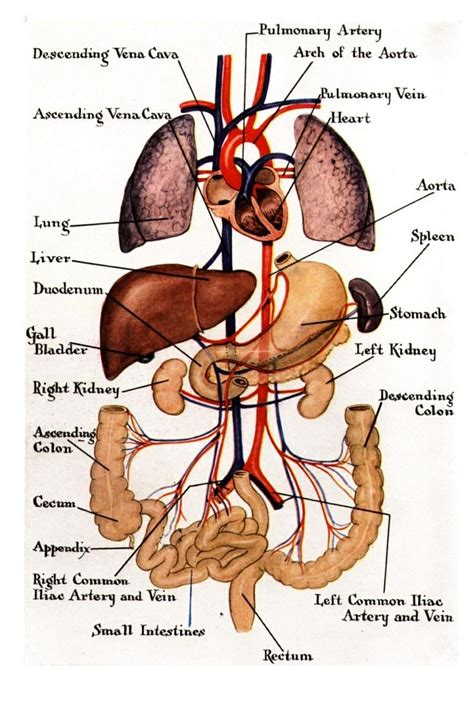 Organs Human Anatomy Picture Human Body Organs Human Body Anatomy