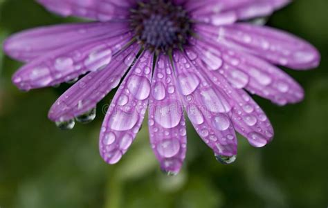 Fleur Pourpre De Marguerite Avec Des Gouttes De Pluie Image Stock