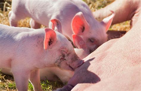 Piglets Nursing Stock Image Image Of Dirty Eating Piggy 1754865