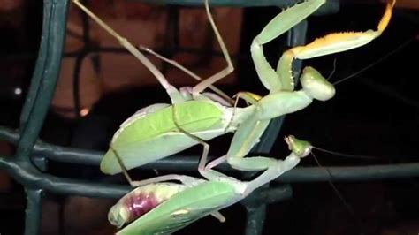 Praying Mantis Mating Youtube