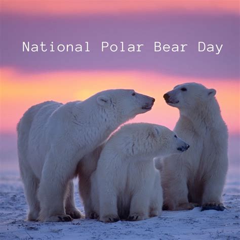National Polar Bear Day Polar Bear Polar Bear Pictures