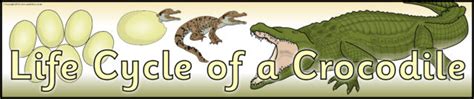 Diagram Life Cycle Of A Crocodile For Kids Diagram Mydiagramonline