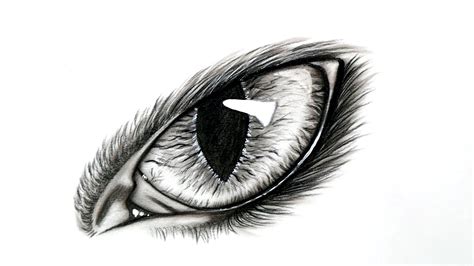How To Draw A Cat Eye Step By Step Eyes Animal Drawing Youtube