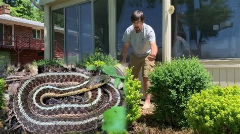 Eastern Garter Snake In The Yard Youtube