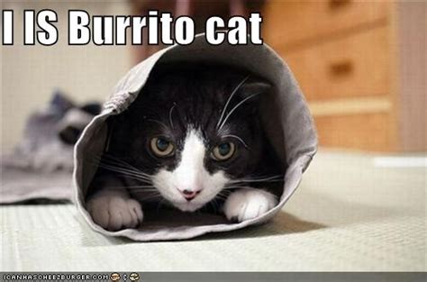 Cats Wrapped Like Burritos Gallery Ebaums World