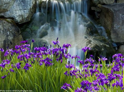 They tend to bloom in the winter, spring, or autumn, depending on their growing location. Interesting facts about irises | Just Fun Facts