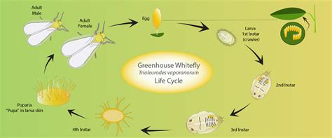Greenhouse Whitefly Life Cycle Biobee Canada