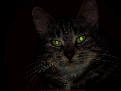 Why Do Cats Eyes Glow In The Dark Natural World Of Living Things