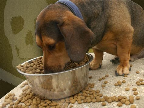 Puppy, small breed, salmon, venison and more price: FDA recalls several brands of dry dog food following ...