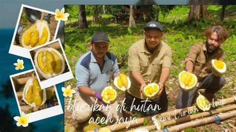 Berburu Durian Aceh Terbaik Untuk Masa Depan Durian Indonesia
