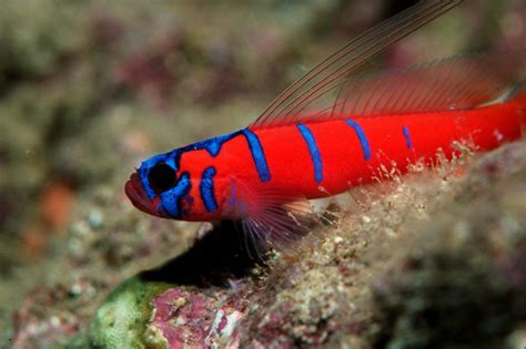 Catalina Goby Care Bluebanded Goby Facts Lythrypnus Dalli