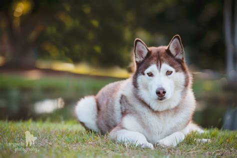 Akira On Trial Medium Female Siberian Husky Dog In Qld Petrescue