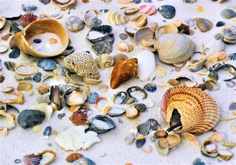 Sea Shells Are The Best Souvenirs Start Collecting At Perdido Key