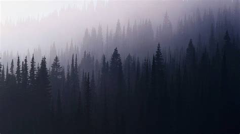 Sfondi Luce Del Sole Foresta Riflessione Alba Mattina Nebbia