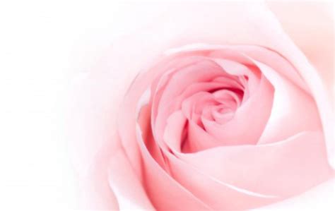 Rose Pink Backgrounds Wallpaper Cave