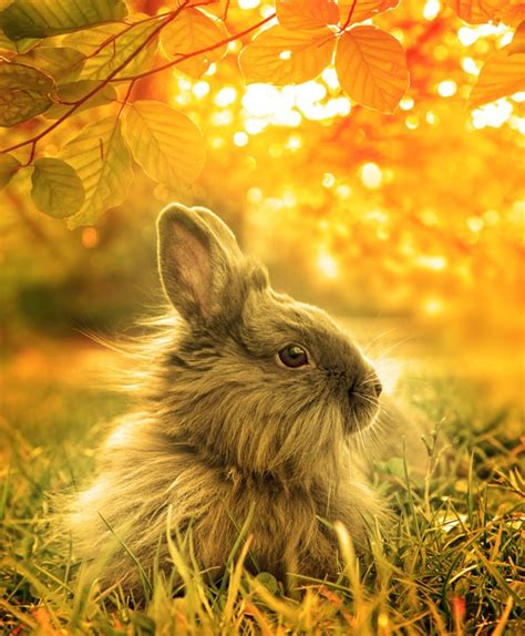Symbolic Rabbit Meanings And Rabbit Totem On Whats Your Sign