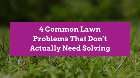 Common Lawn Problems You Dont Need To Fix Better Homes And Gardens