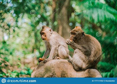 Two Monkeys Sit On A Rock Against The Background Of The Jungle And Eat