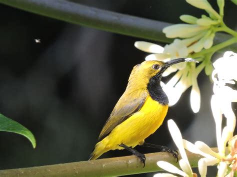 Yellow Bellied Sunbird Kuranda Region