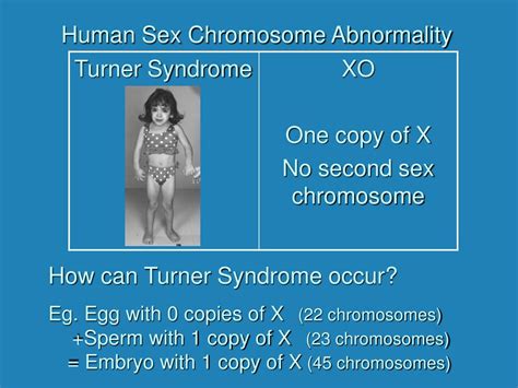 Ppt Chromosomal Mutations Powerpoint Presentation Free Download Id266487